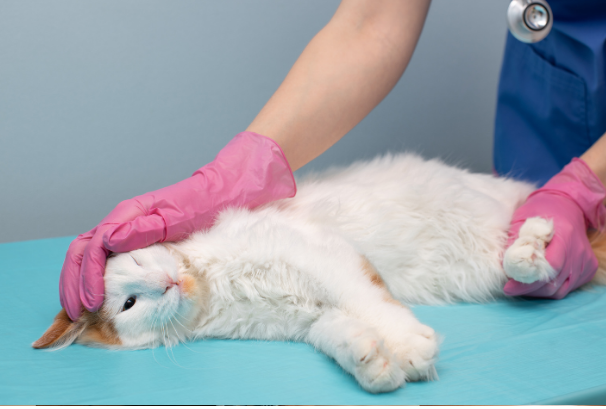 Euthanasia Consultation